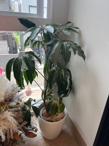 観葉植物6