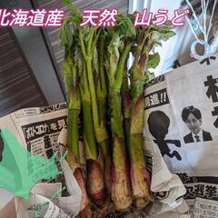 天然　山うど　5㎏　