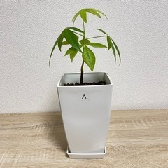 【受付終了】観葉植物 パキラ 実生苗(A)