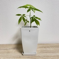 【受付終了】観葉植物 パキラ 実生苗(B)