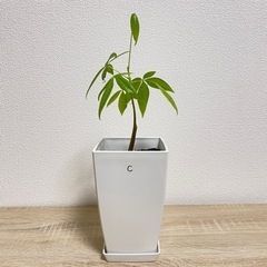 【受付終了】観葉植物 パキラ 実生苗(C)