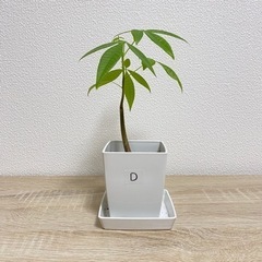 【受付終了】パキラ 実生苗(D)