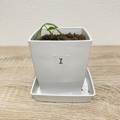 【受付終了】観葉植物 パキラ 実生苗(I)