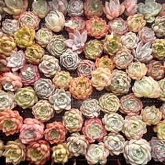 1エケベリア 多肉植物 1苗¥100〜