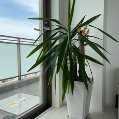 お譲り先決定★観葉植物
