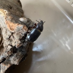 コカブトムシ単品(R5-1)