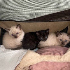 大雨の日に保護した可愛い子猫(๑˃̵ᴗ˂̵)