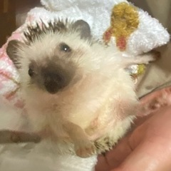 ハリネズミ🦔