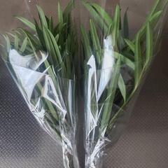 チャーギ💚(一袋　100円)ありがとうございました(^o^)