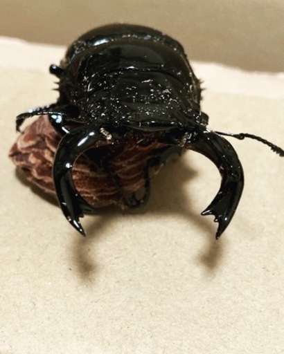 タランドゥスツヤクワガタ　成虫ペア