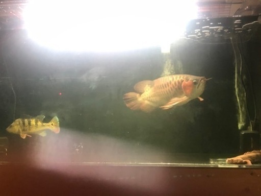 生体の体長は、目測45センチ位です。　  餌は、キビナゴ、ワームをあげています！   右目ダレしていますが、それ以外は、文句のつけようのないぐらい綺麗です！