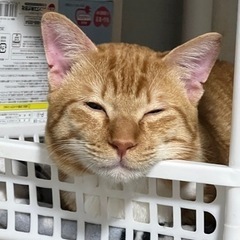 人懐っこいチャトラの男の子