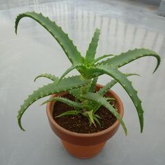 ★キダチアロエ、医者いらず、多肉植物　高さ約３０ｃｍ　子株多数出...