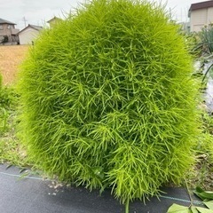 コキア