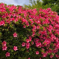 庭木、庭石差し上げます（無料）