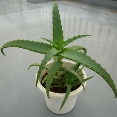 ★キダチアロエ、医者いらず、多肉植物　高さ約３６ｃｍ　大きな子株...