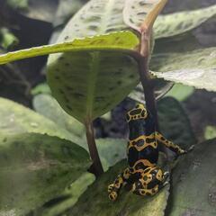 キオビヤドクガエル