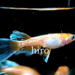 【最新品種】朱光菊リアルロングフィンメダカの卵 25個　シンヘイ...