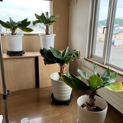 ミニバナナ木②の画像