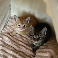 子猫の家族になってください（写真の茶トラは譲渡日が決定しています）