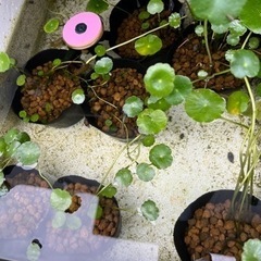 水草のみ