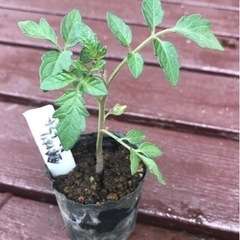 【数量限定】無農薬 鈴なりミニトマト  ミニトマト 植物苗 大人気