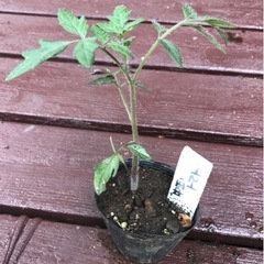 【数量限定】無農薬　中玉トマト 植物苗 大人気