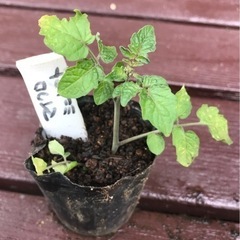 【数量限定】無農薬　マイクロトマト リトルプリンセス　植物苗  人気
