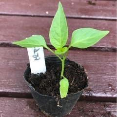 【数量限定】無農薬 早生ピーマン 植物苗 大人気