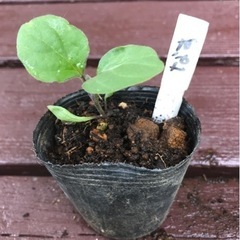 【数量限定】無農薬 長なす 植物苗 大人気