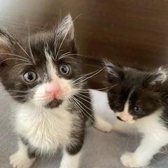 生後2カ月の白黒くん❣️人が大好きです❣️