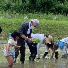 6月18日(日)田植え体験「京田辺市打田　新森圃場」の画像