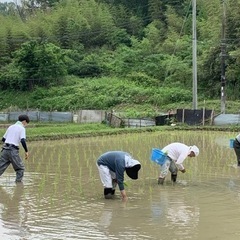 6月18日(日)田植え体験「京田辺市打田　新森圃場」 - 京田辺市