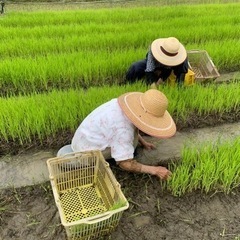 6月18日(日)田植え体験「京田辺市打田　新森圃場」 - ワークショップ