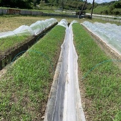 6月18日(日)田植え体験「京田辺市打田　新森圃場」 − 京都府
