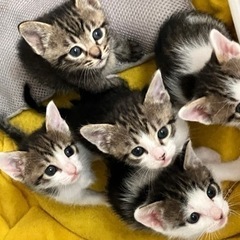 ☆里親さん決定☆可愛い子猫5匹　ママ猫1匹