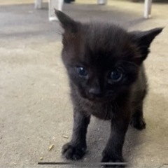 【決まりました】生後二十数日　子猫