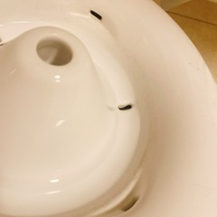 今月処分‼️ピュアクリスタルセラミックス 猫用自動給水器の画像