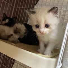 シャム系白いおちびちゃん