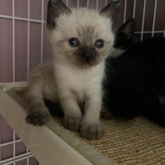 シャム系正統派シャムちびちゃん