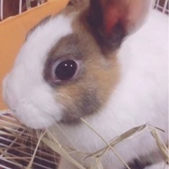 うさぎの里親探してます。