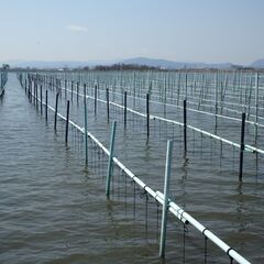 夏休み自由研究〜ビワパールの不思議とカヌーで迷路からの脱出〜