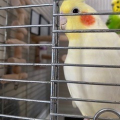 オカメインコメスとセキセイインコオス