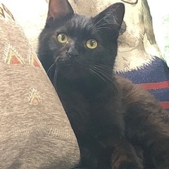 迷い猫　里親募集