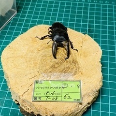 ①ツシマヒラタクワガタ　新成虫ペアの販売