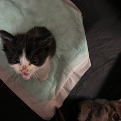 1ヶ月ちょっとの可愛い子猫3匹です。里親さん募集です。
