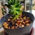 ランキングキーワードに紐づく投稿画像-多肉植物
