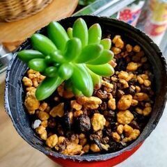 【多肉植物】セダム属『虹の玉(大株)』／3号(9cm)ポット入り若苗 Type-Ⅵの画像