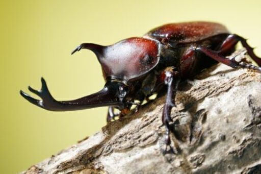 【期間限定出品】カブトムシ　オス15匹メス25匹　計40匹セット　続々羽化中【お気軽にどうぞ】