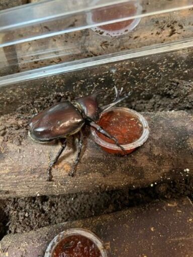 【期間限定出品】カブトムシ　オス15匹メス25匹　計40匹セット　続々羽化中【お気軽にどうぞ】